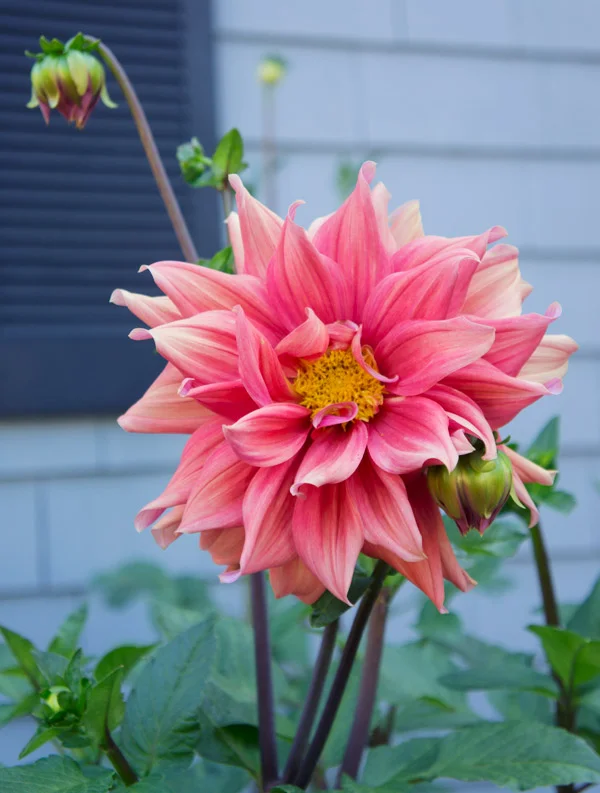 Dahlias for Beginners