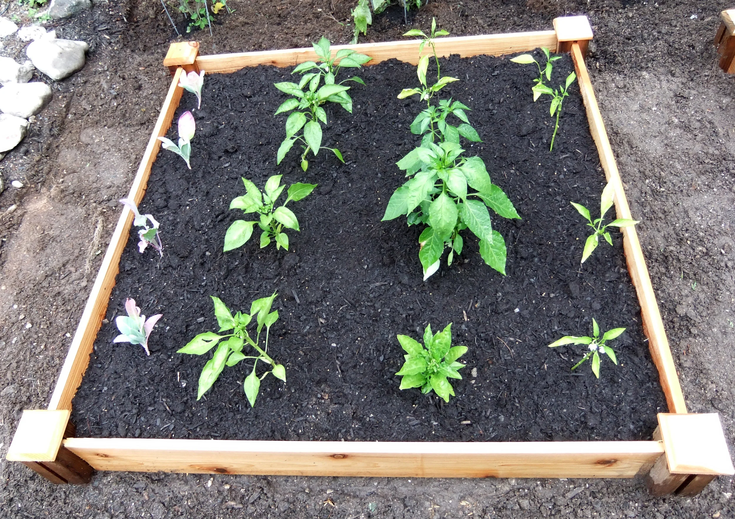 Veggie Garden- Phase 2