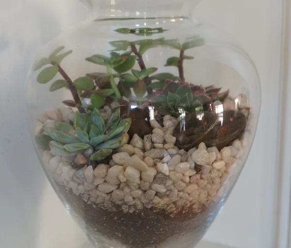 Succulent Terrarium