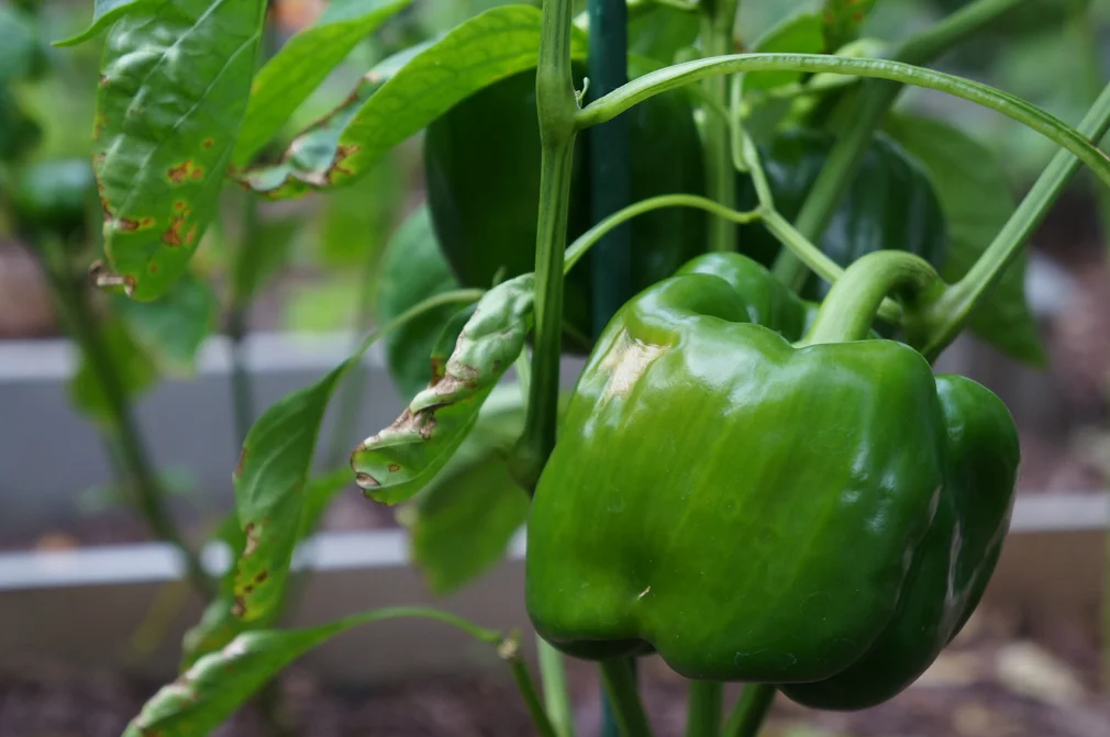 Veggie Garden Lessons