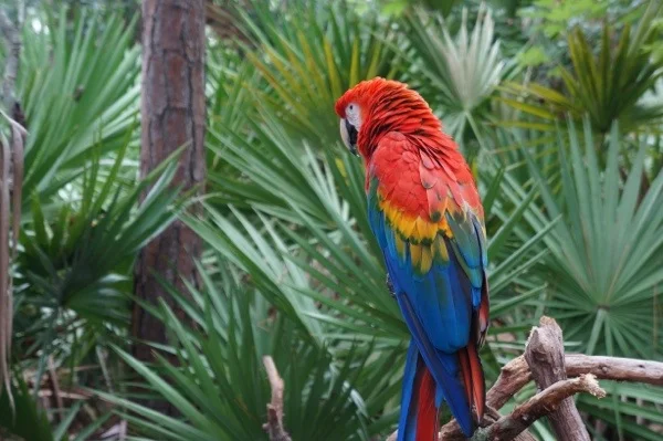 My Buddy the Giraffe