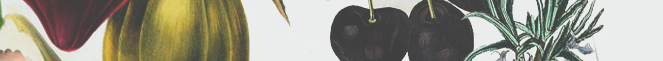 line_02.png