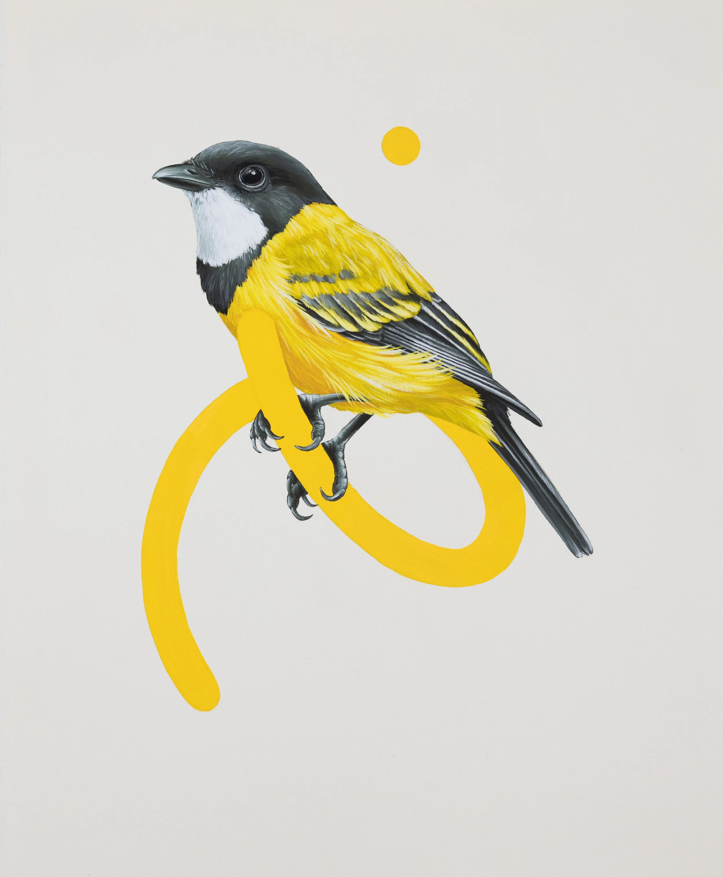 Golden Whistler_lr.jpg