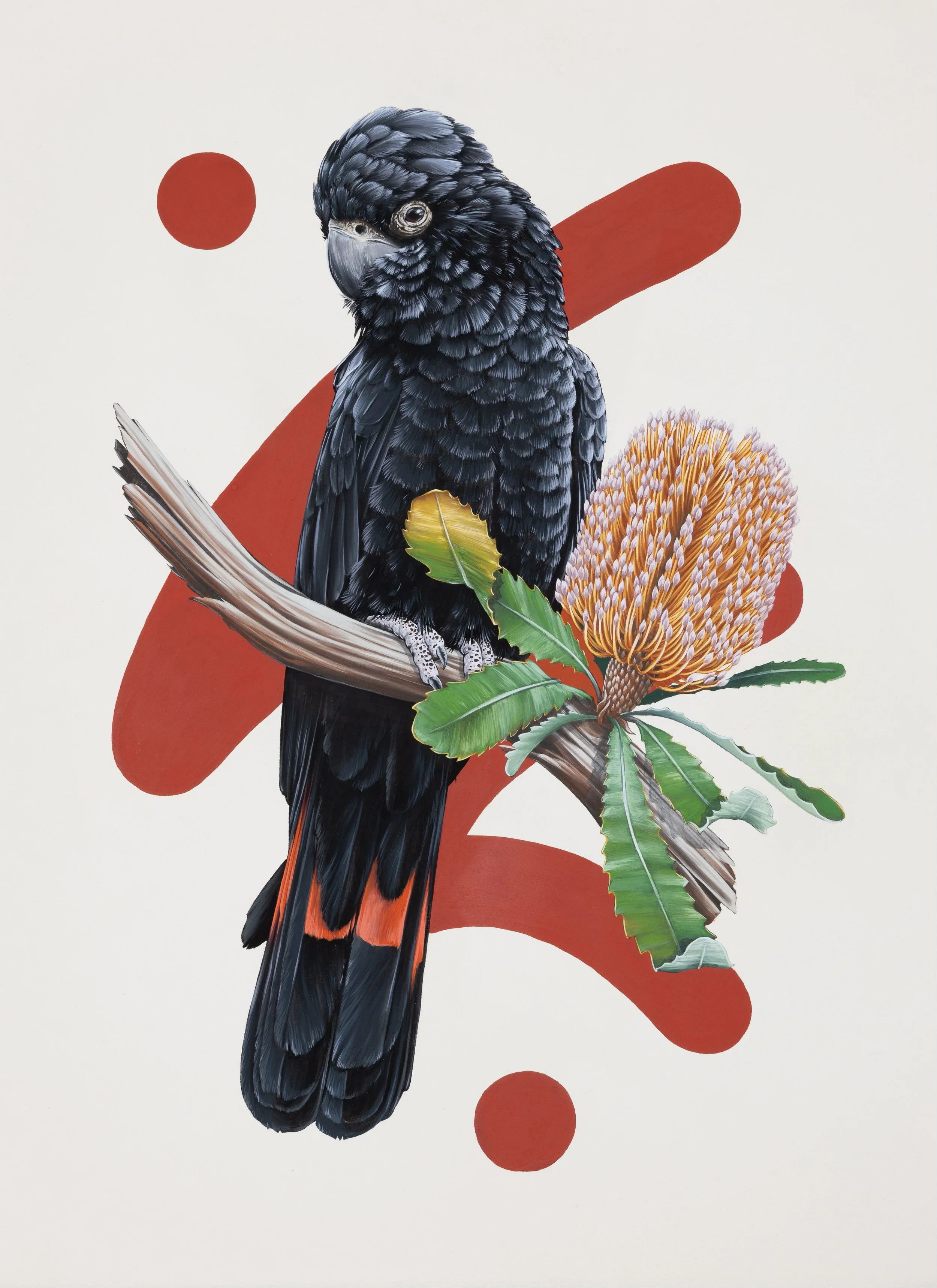 Red Tailed Black Cockatoo Banksia 2023 copy.jpg