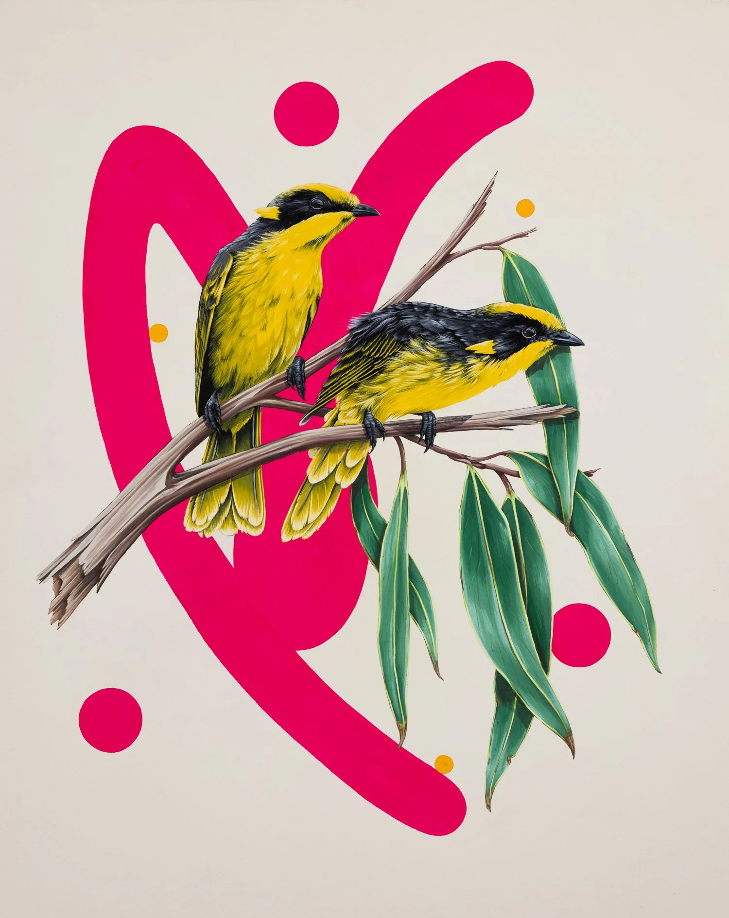 Helmeted-Honeyeaters_1500.jpg
