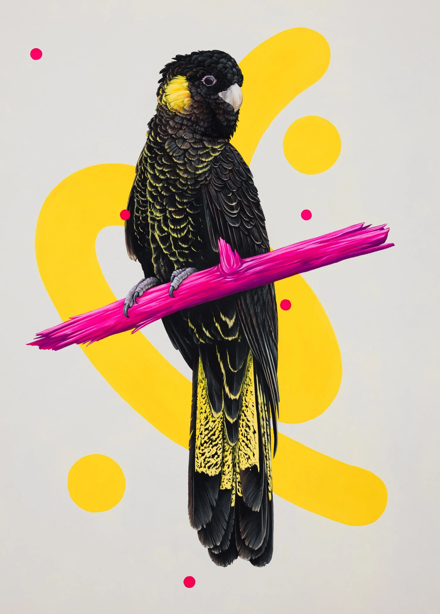 Black-Cockatoo_1500.jpg