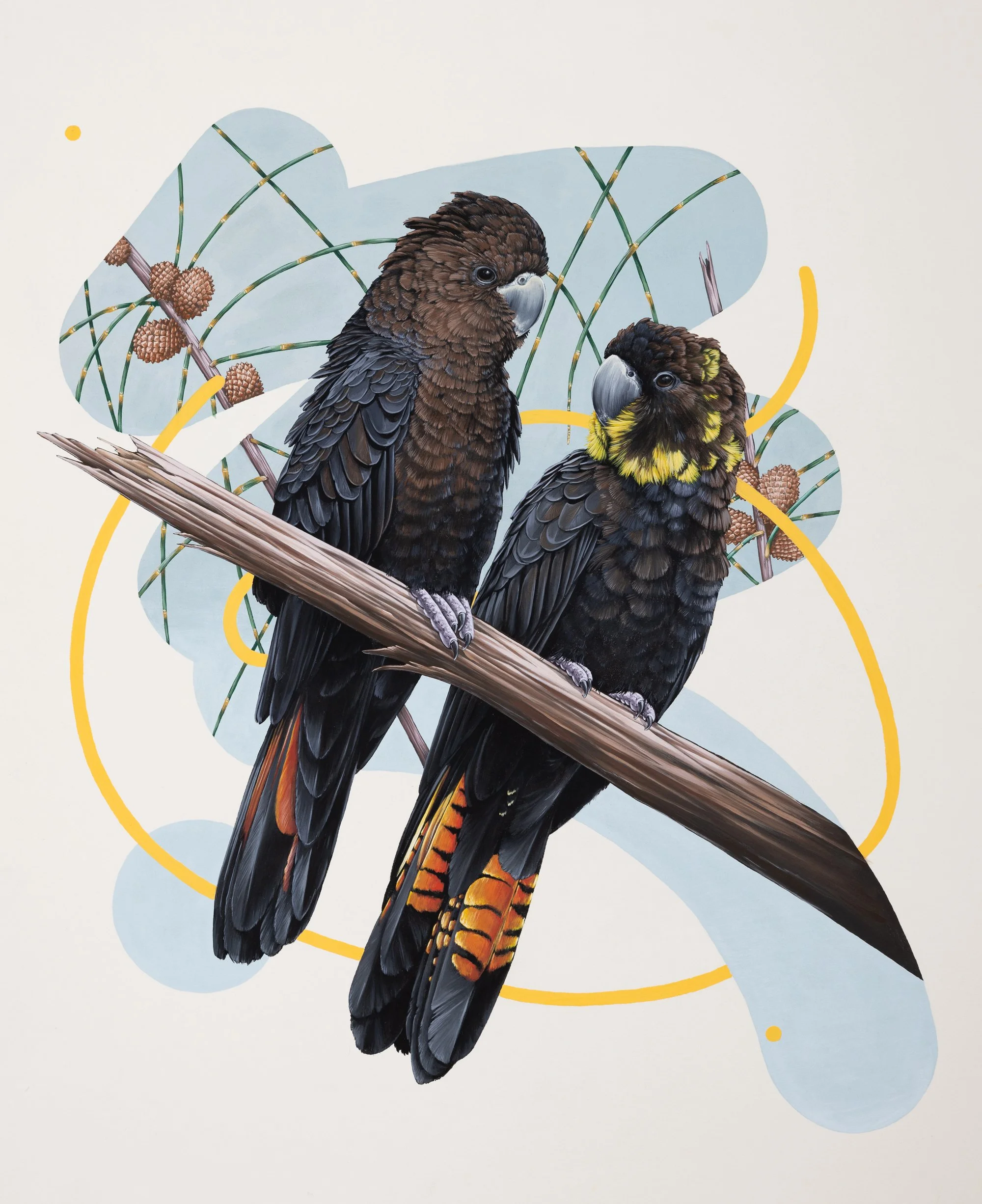 Glossy-Black-Cockatoo.jpg