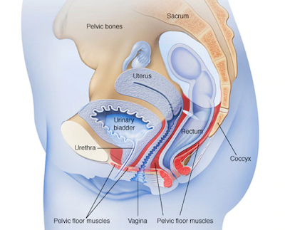 Regain Your Confidence With Kegel Exercise Ellis Harper