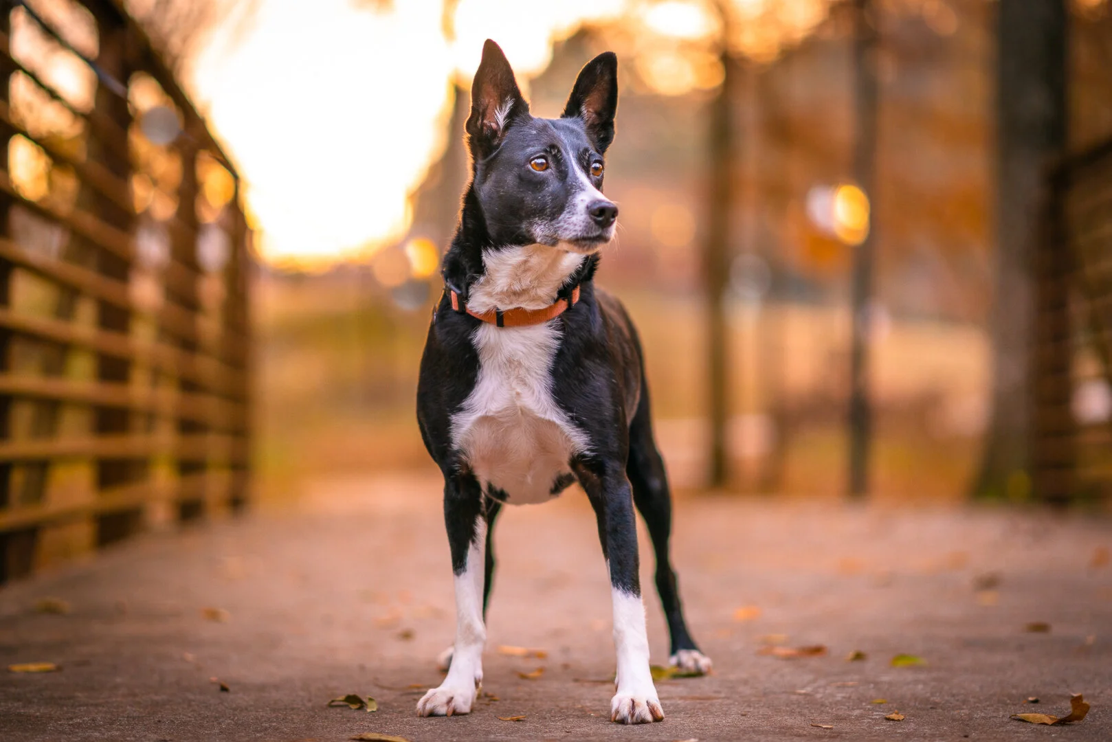Atlanta Dog Photography-Atlanta Pet Photography