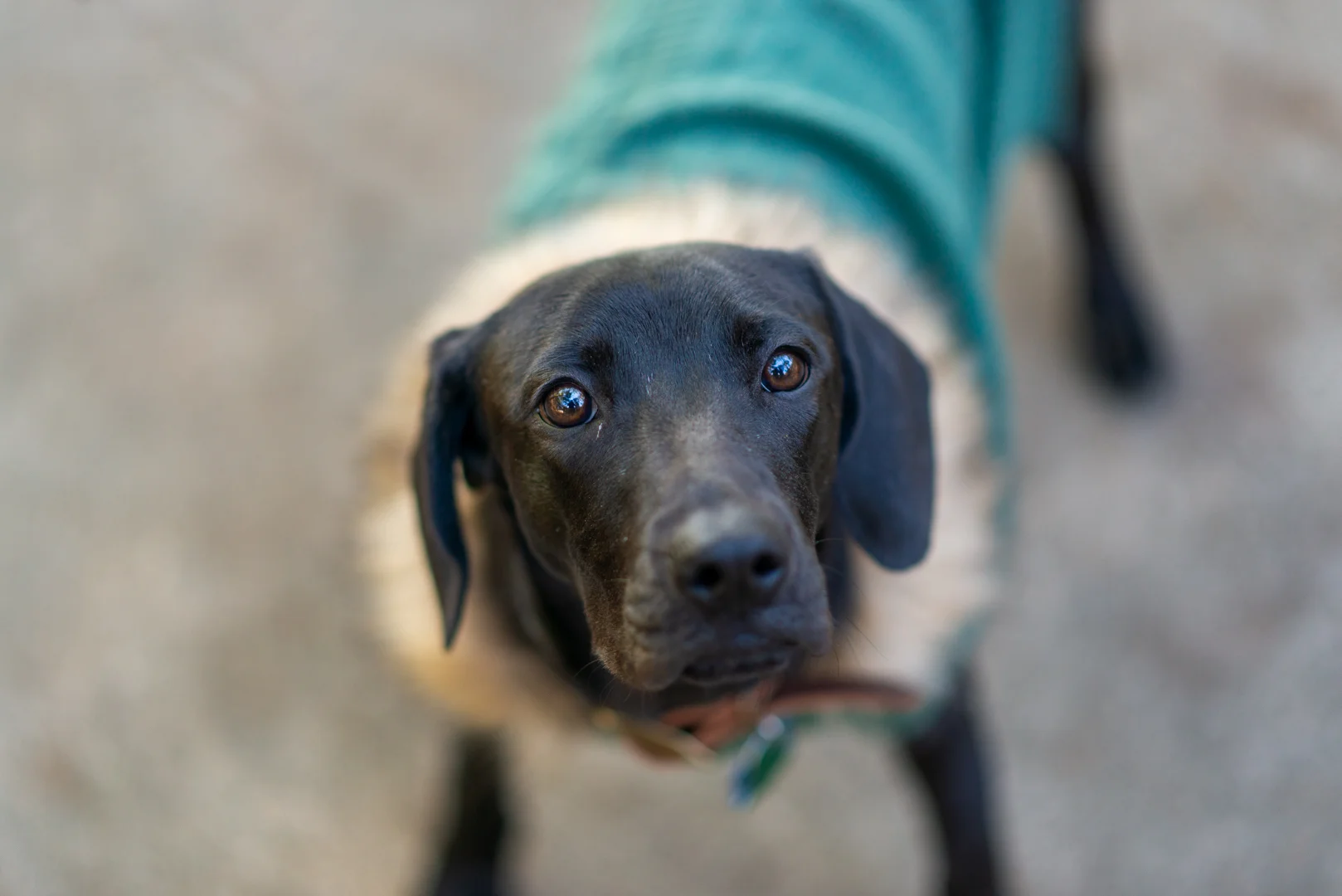Lucy-2.jpg