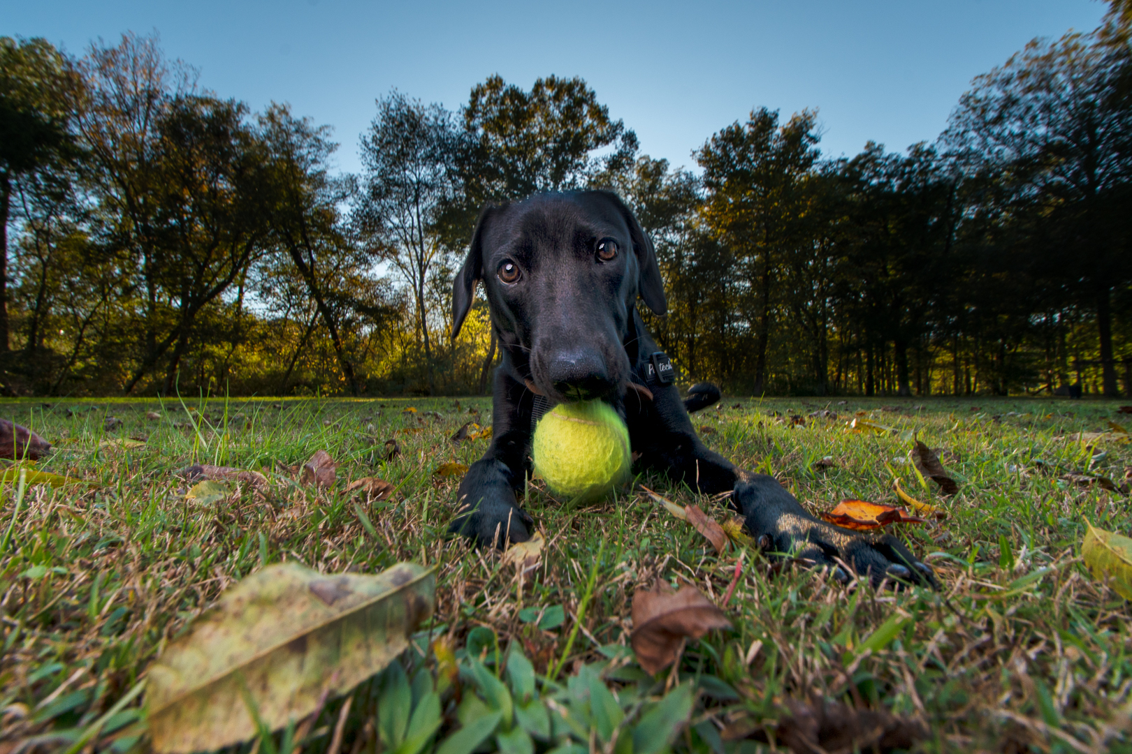 Lucy-3.jpg