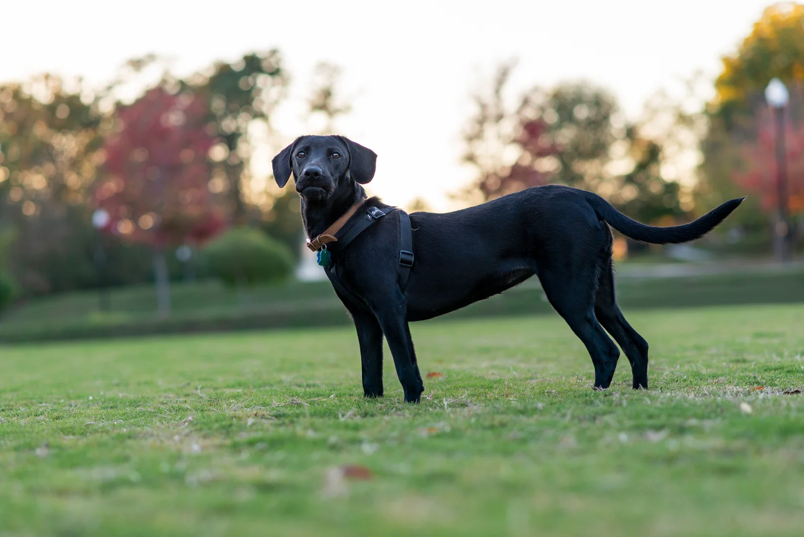 Lucy-9.jpg
