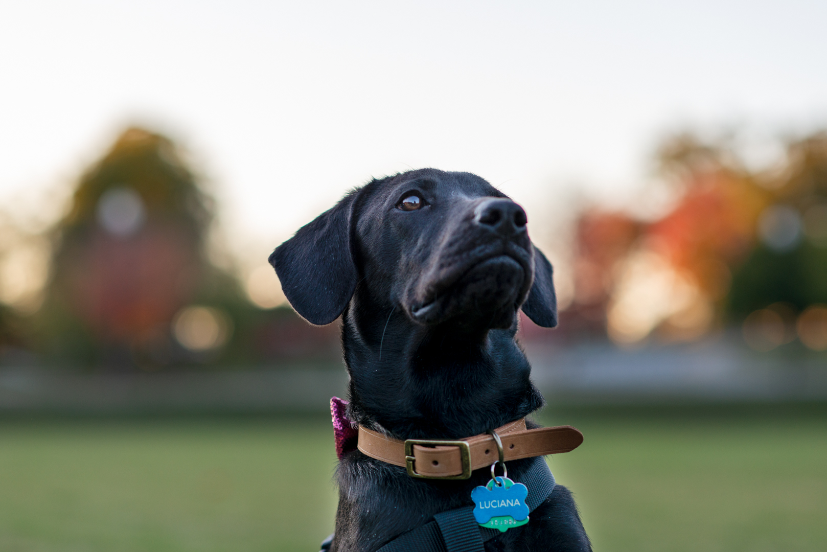 Lucy-10.jpg