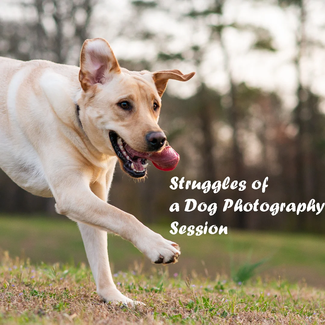 Struggles of a Dog Photography Session