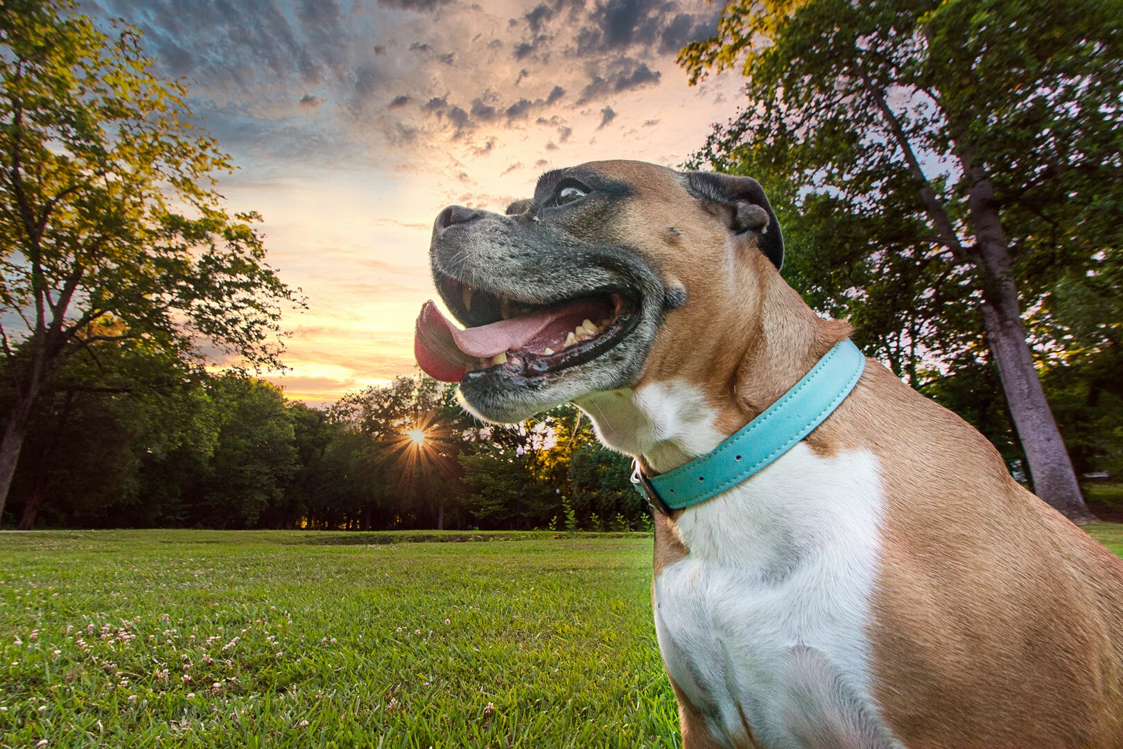 Atlanta Dog Photography-Atlanta Pet Photography