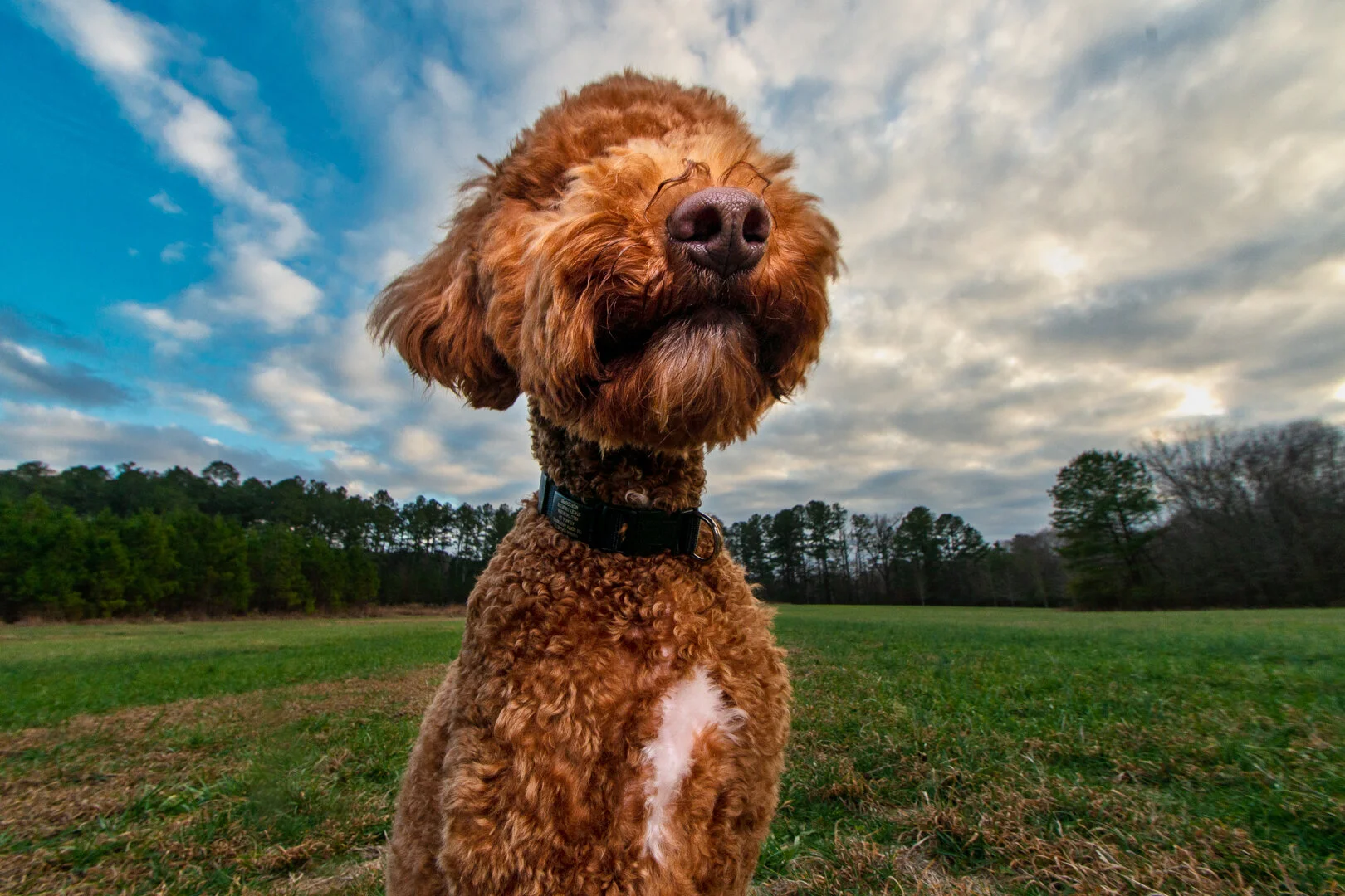 Atlanta Dog Photography-Atlanta Pet Photography