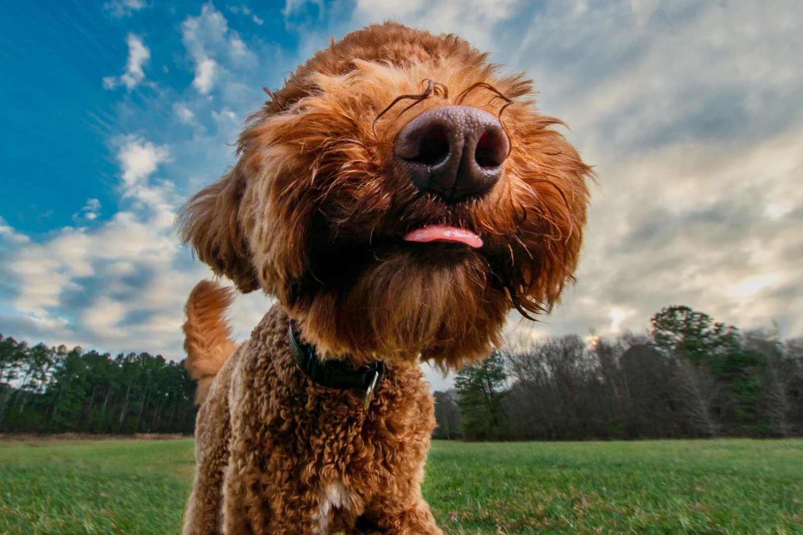 Atlanta Dog Photography-Atlanta Pet Photography