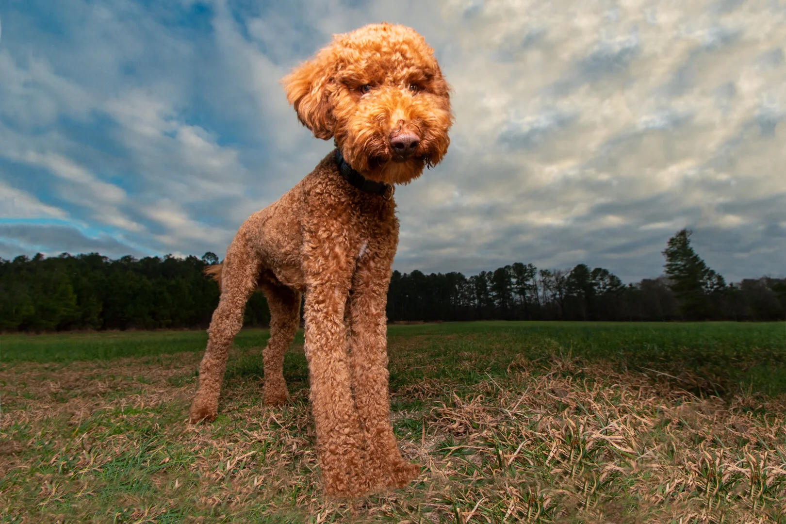 Atlanta Dog Photography-Atlanta Pet Photography