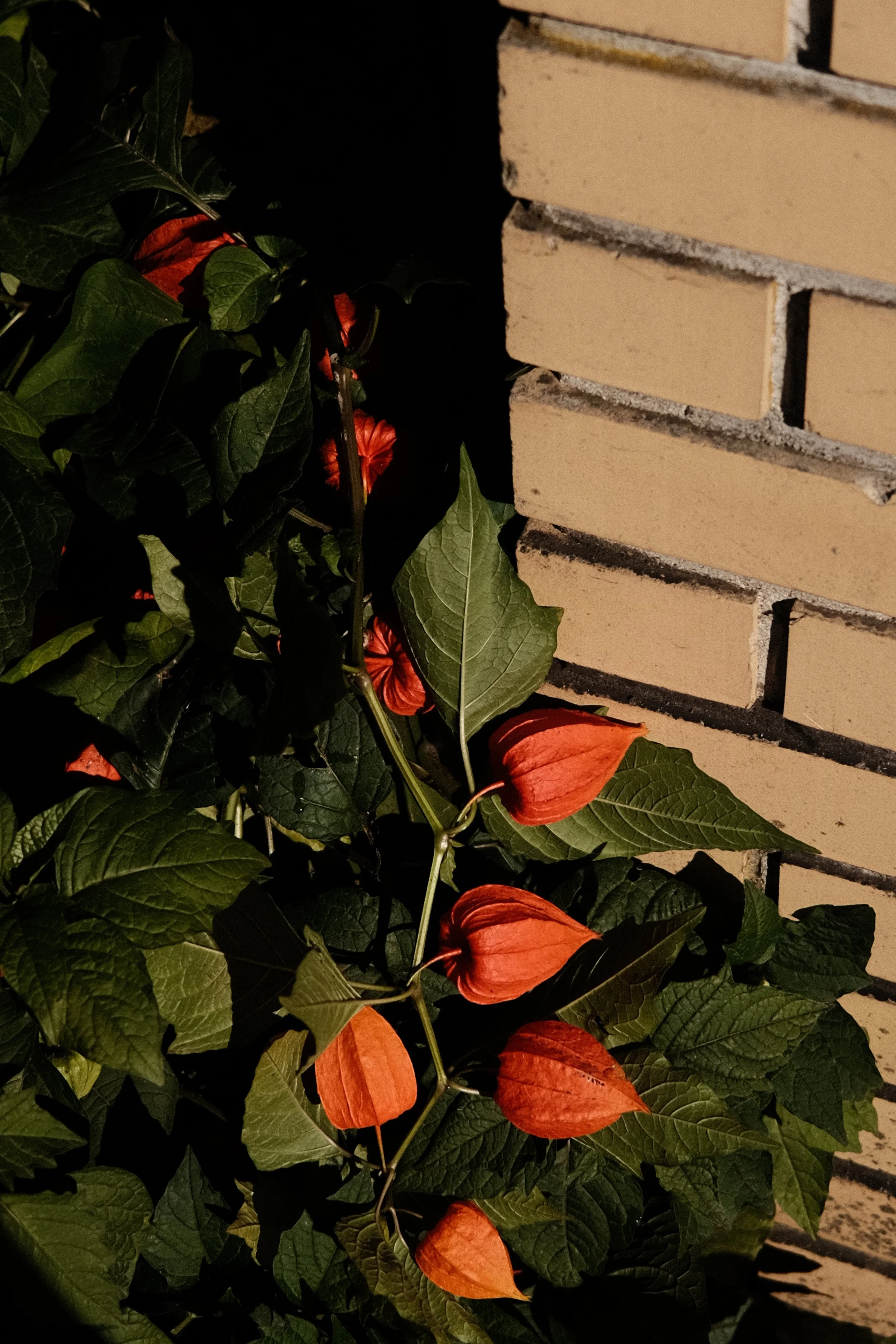 DSCF1529.JPG