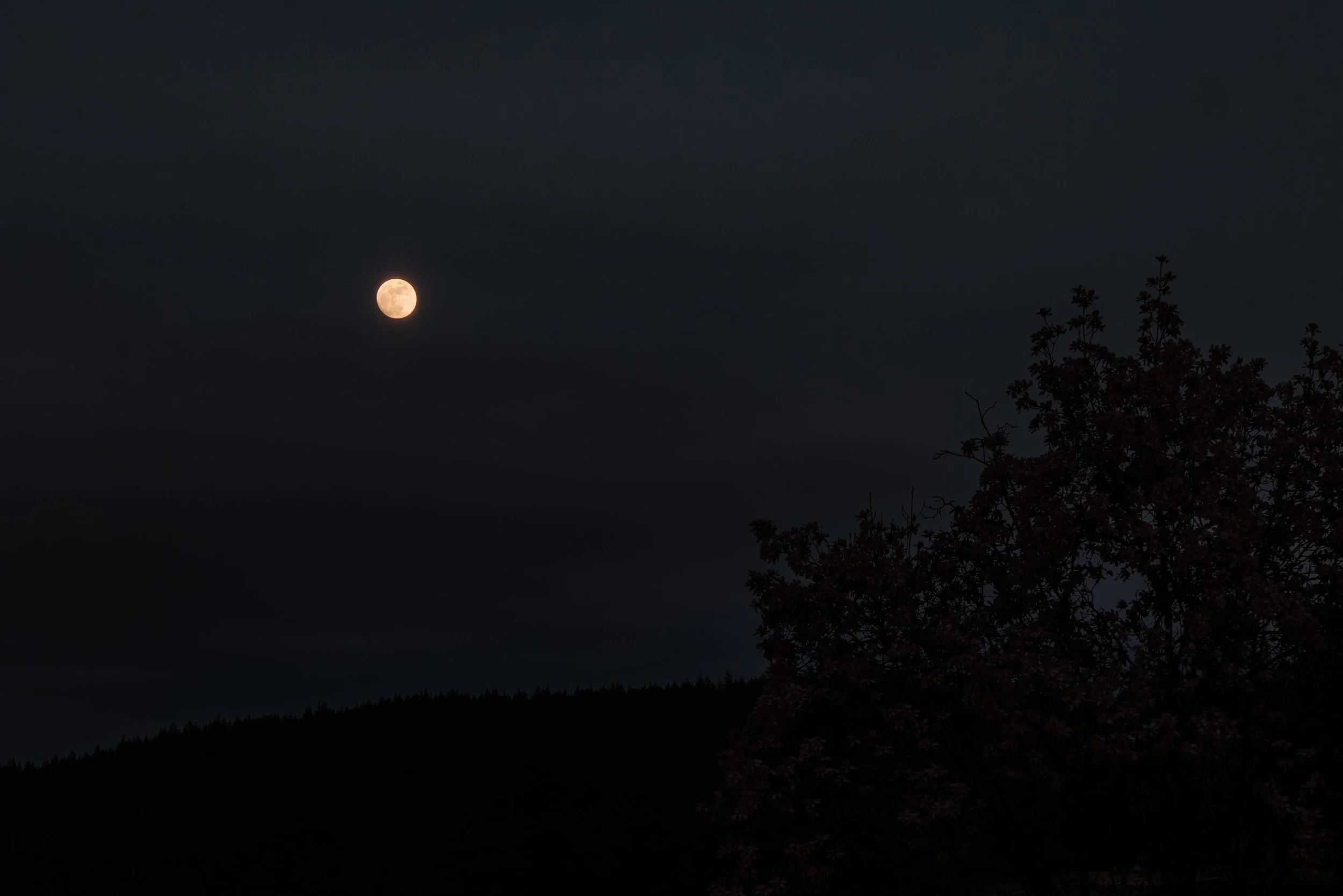 P1247772-Enhanced-NR copy.jpg