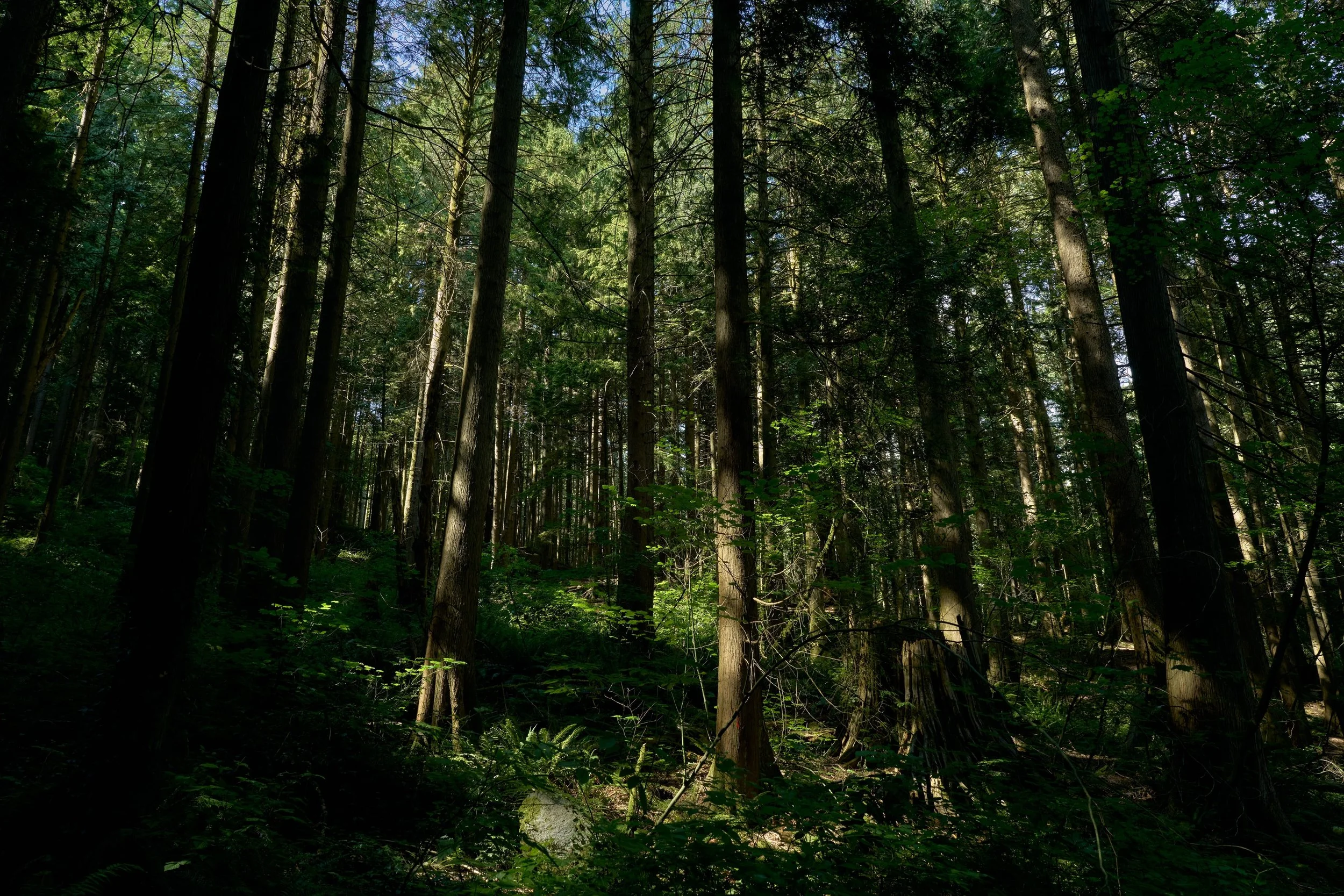HiddenHouse8790 - Copy.jpg