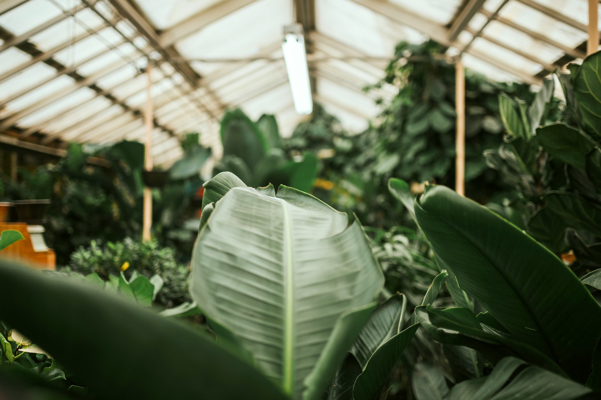 greenhouse_cole-keister.jpg