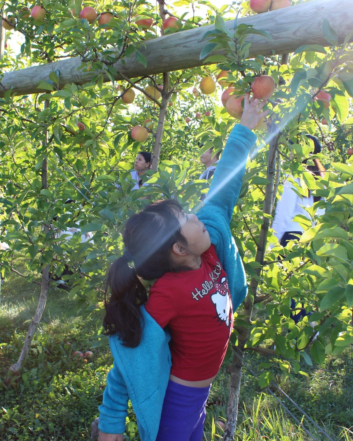 On the second Thursday of October, our FRESHEALTH team and their families joined in on The Great Apple Crunch by heading to Lynd Fruit Farm to pick apples straight from the tree! 🍏✨

The Great Apple Crunch celebrates locally grown apples and invites