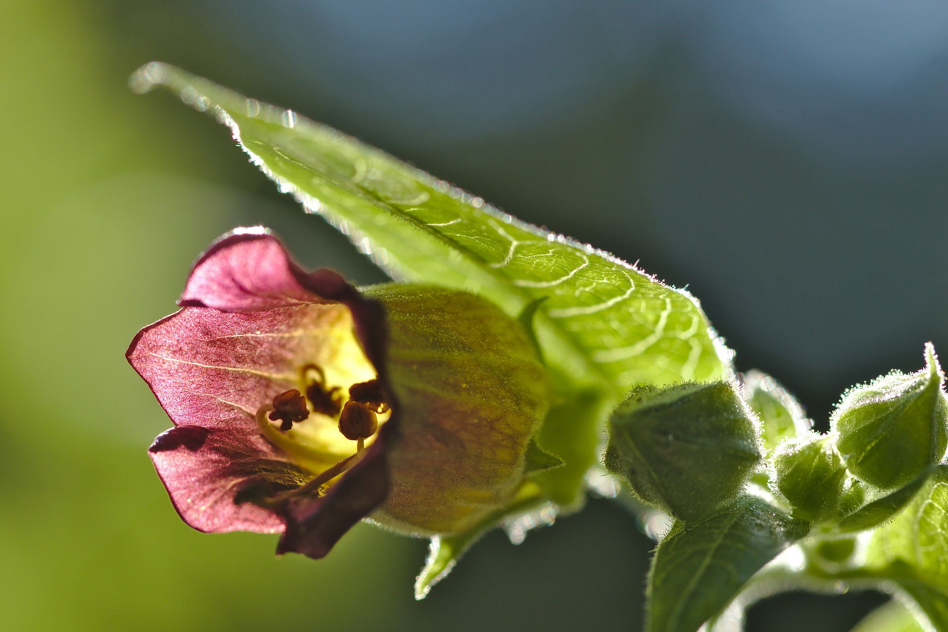 Atropa Belladonna; Photo courtesy of DerWeg via Pixabay.com
