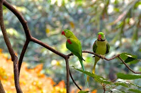 Two of the many animals that call the Amazon home; Photo courtesy of maxpixel.net