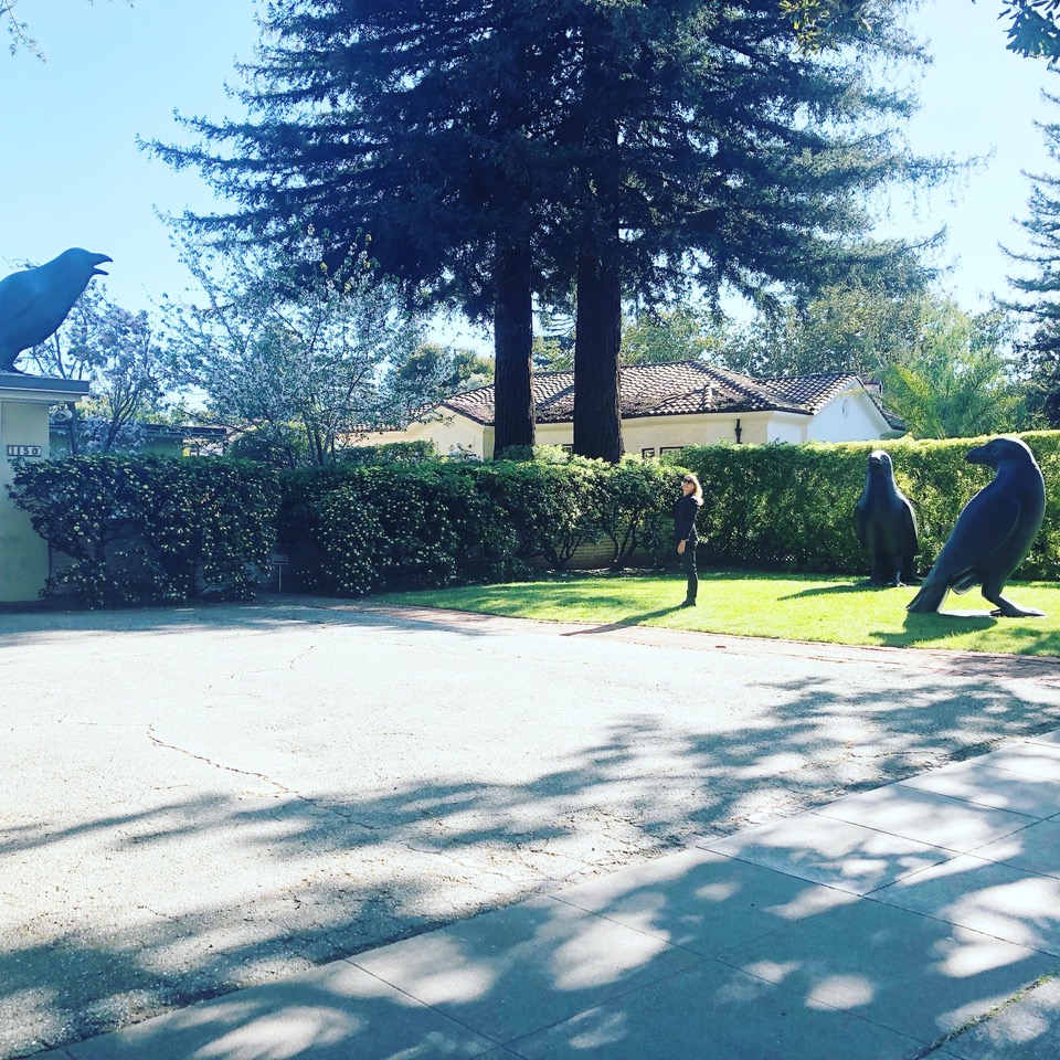 A Crow’s Imagination?