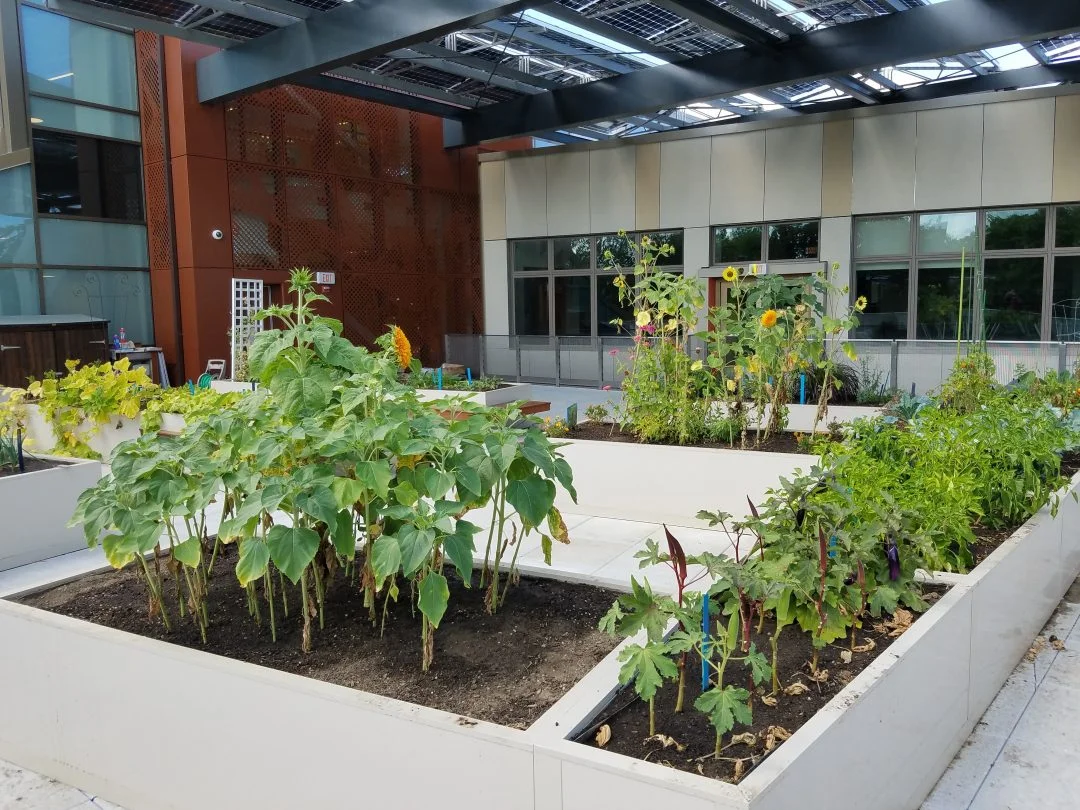 CITYSPROUTS: The Budding Movement to Integrate Garden-Based Learning in Public School Education