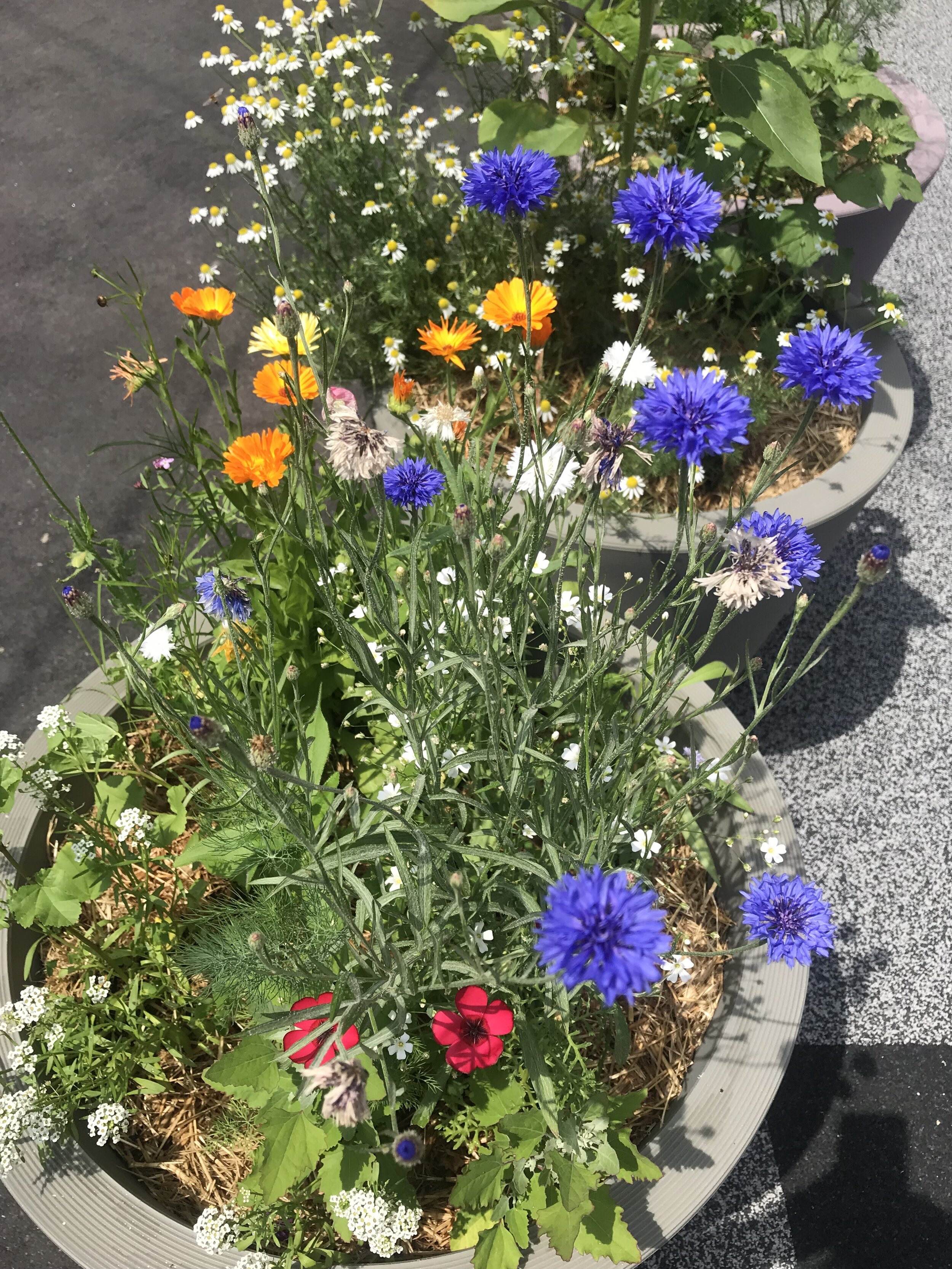 IMG_6594.jpeg