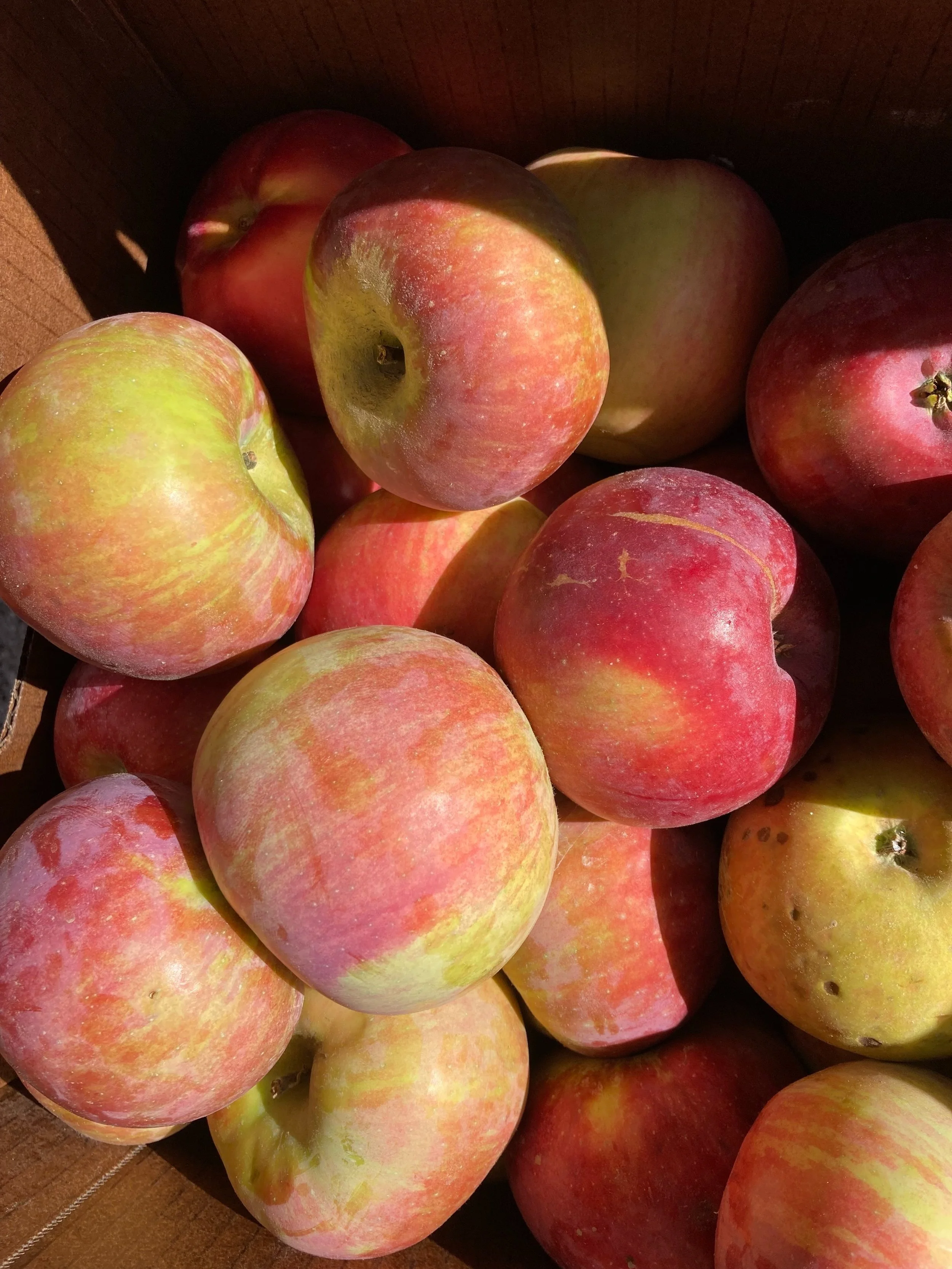 Cambridge Science Festival 2022