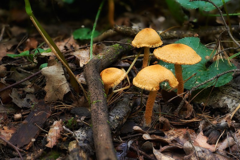 Inspiring Awe Using Mushrooms in the Classrooms