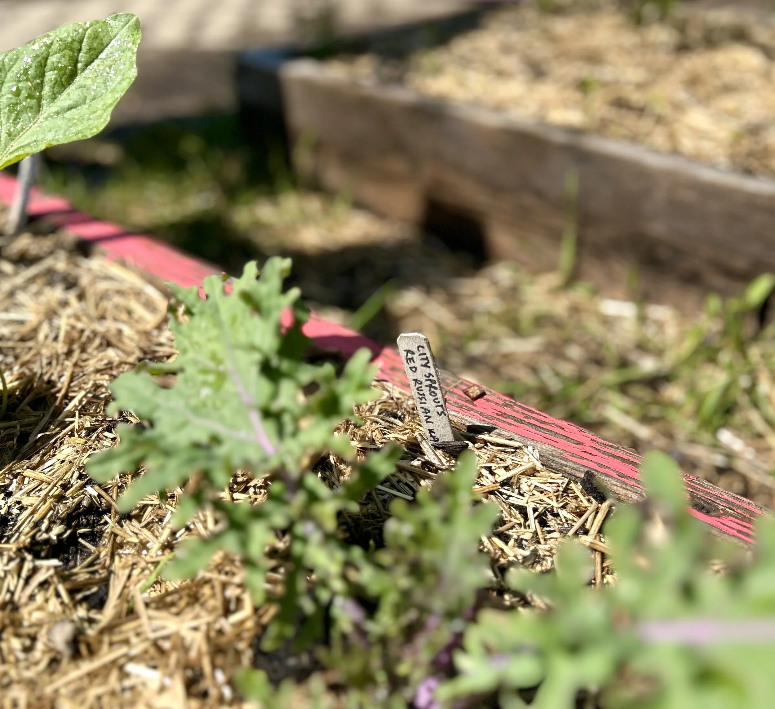 The Sprouting of Seedlings and Spring