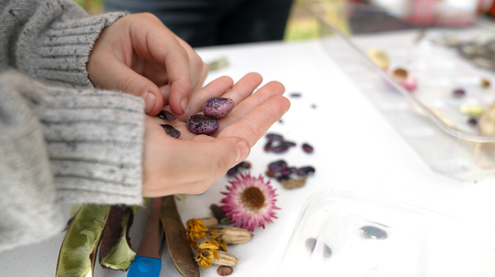 Saving Seeds for Spring