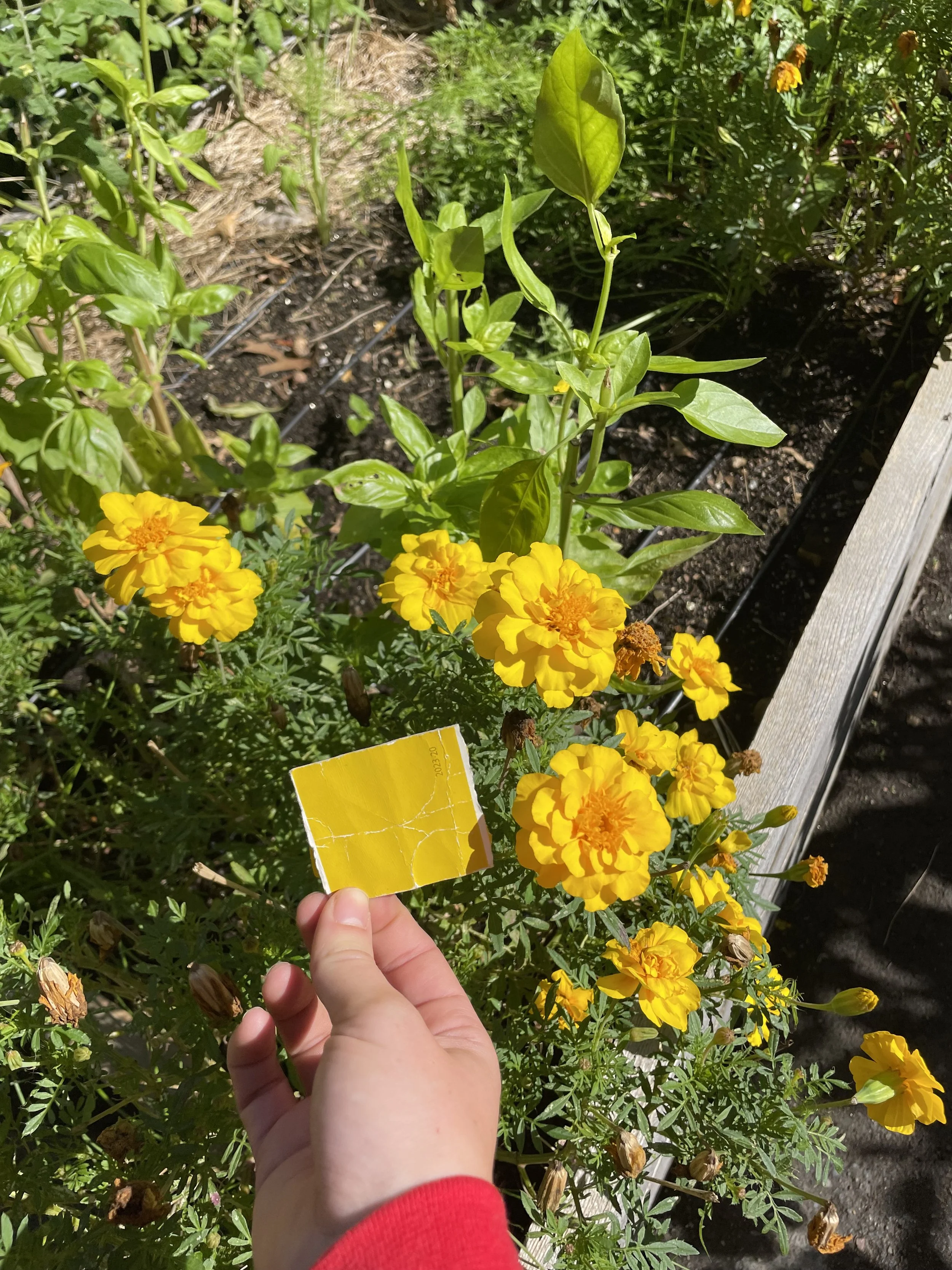 Learning from the Learners: Week 1 of Garden Lessons