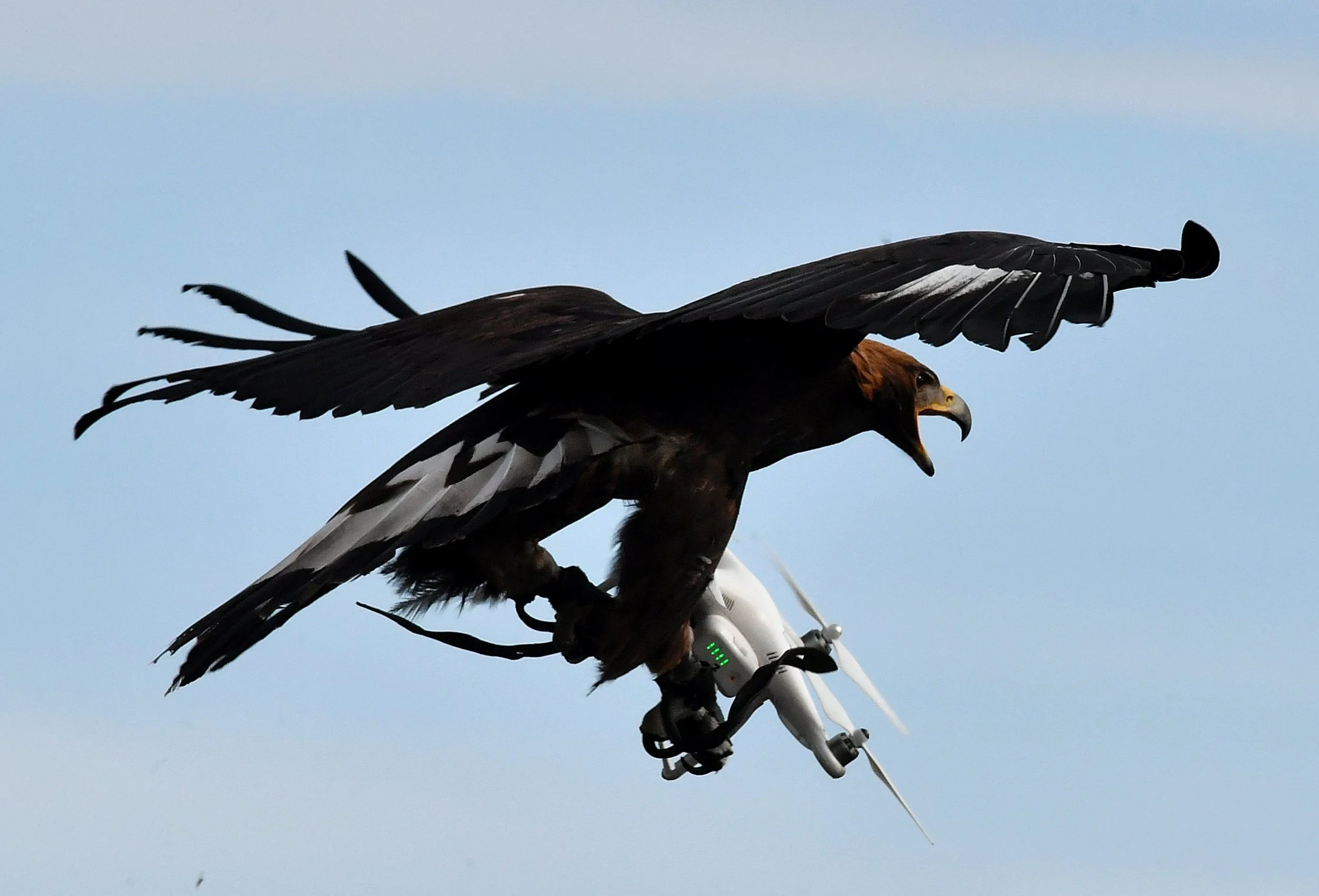 HAWK_DRONE.jpg