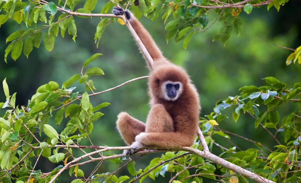 image_2683e-Lar-Gibbon-1024x624.jpg
