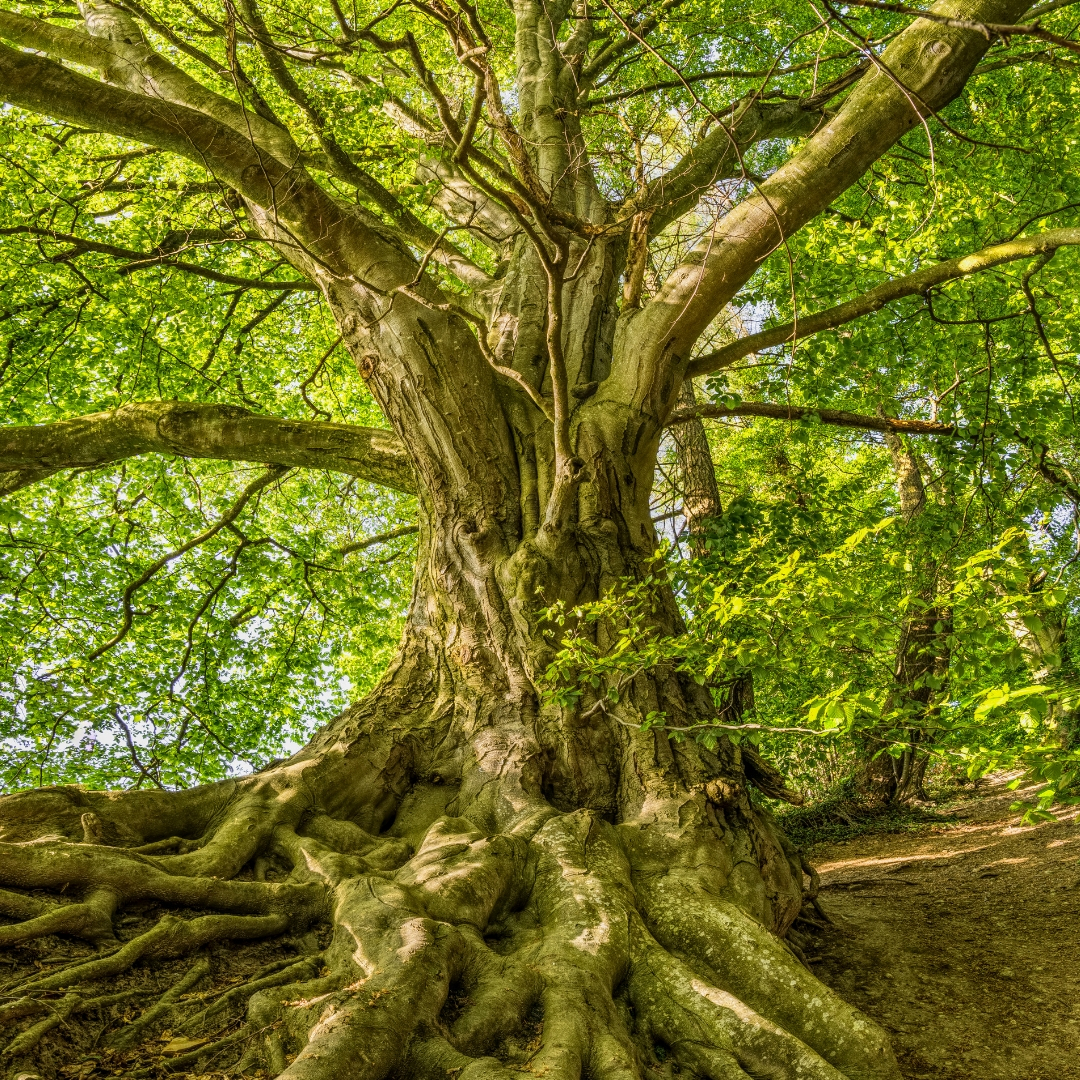 The Seven Stages of Self-Validation Yogic Workshop: Boost Your Self-Worth Right Now!