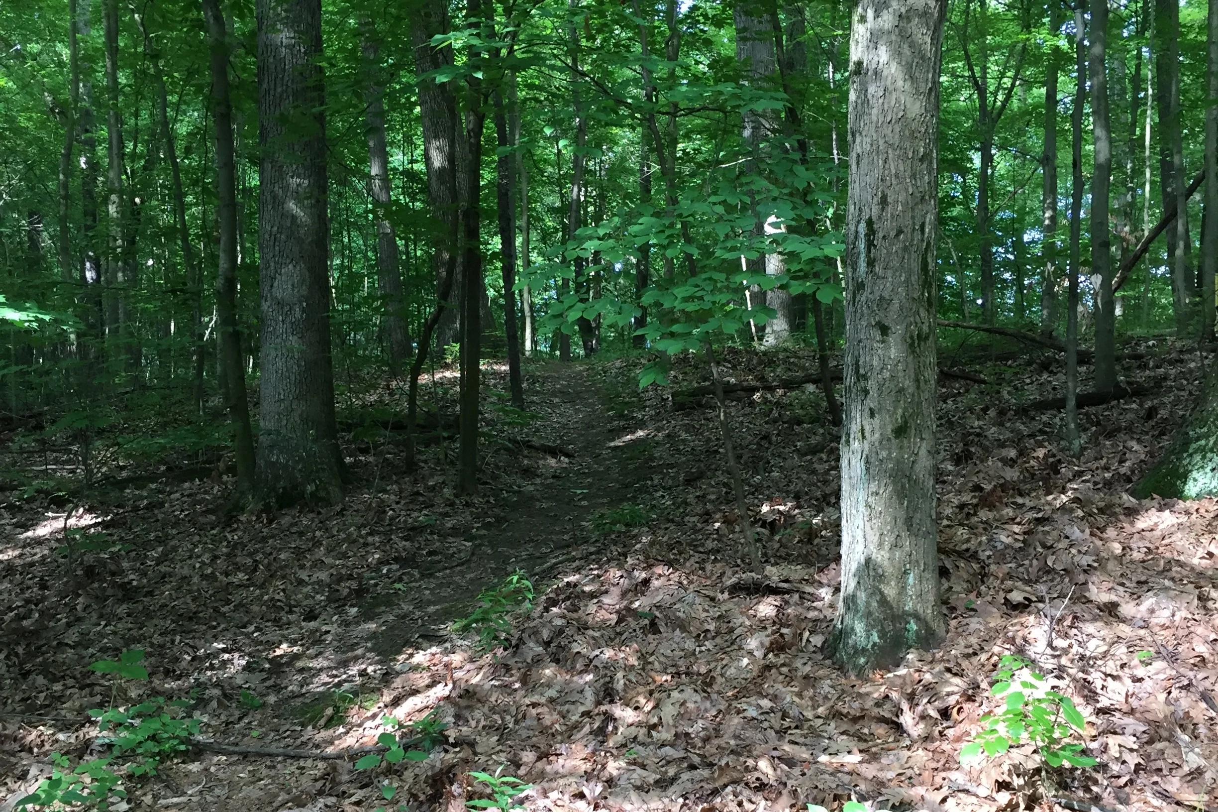 walk-in-woods-path-IMG_3171.jpg