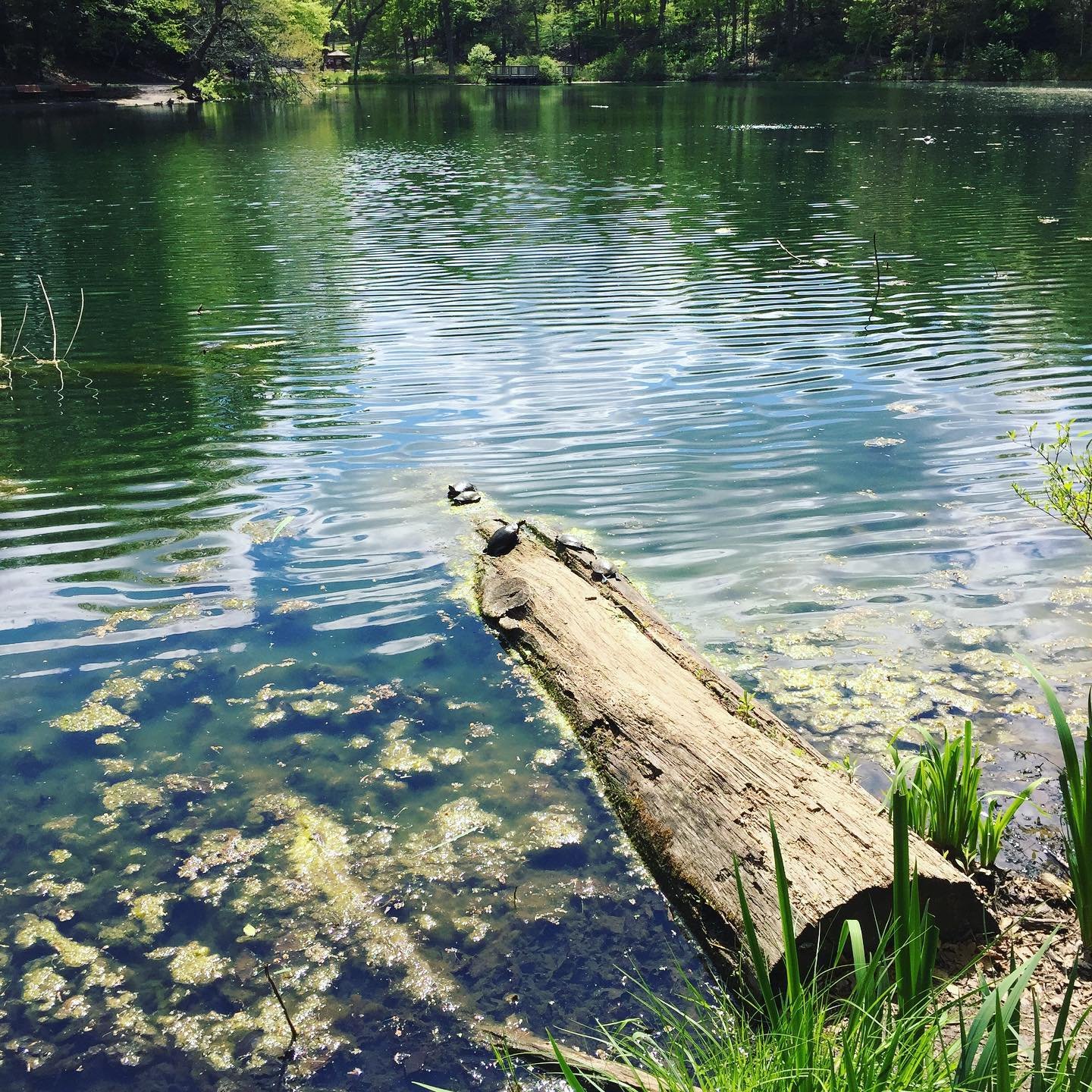 Midland Painted Turtles doing turtle things, like hanging out in the warm sun!

That's the perfect way to celebrate life at Mid-Spring. 

Beltane is the second half of the spring season and it's a time to enjoy the pleasures of life; to revel in crea
