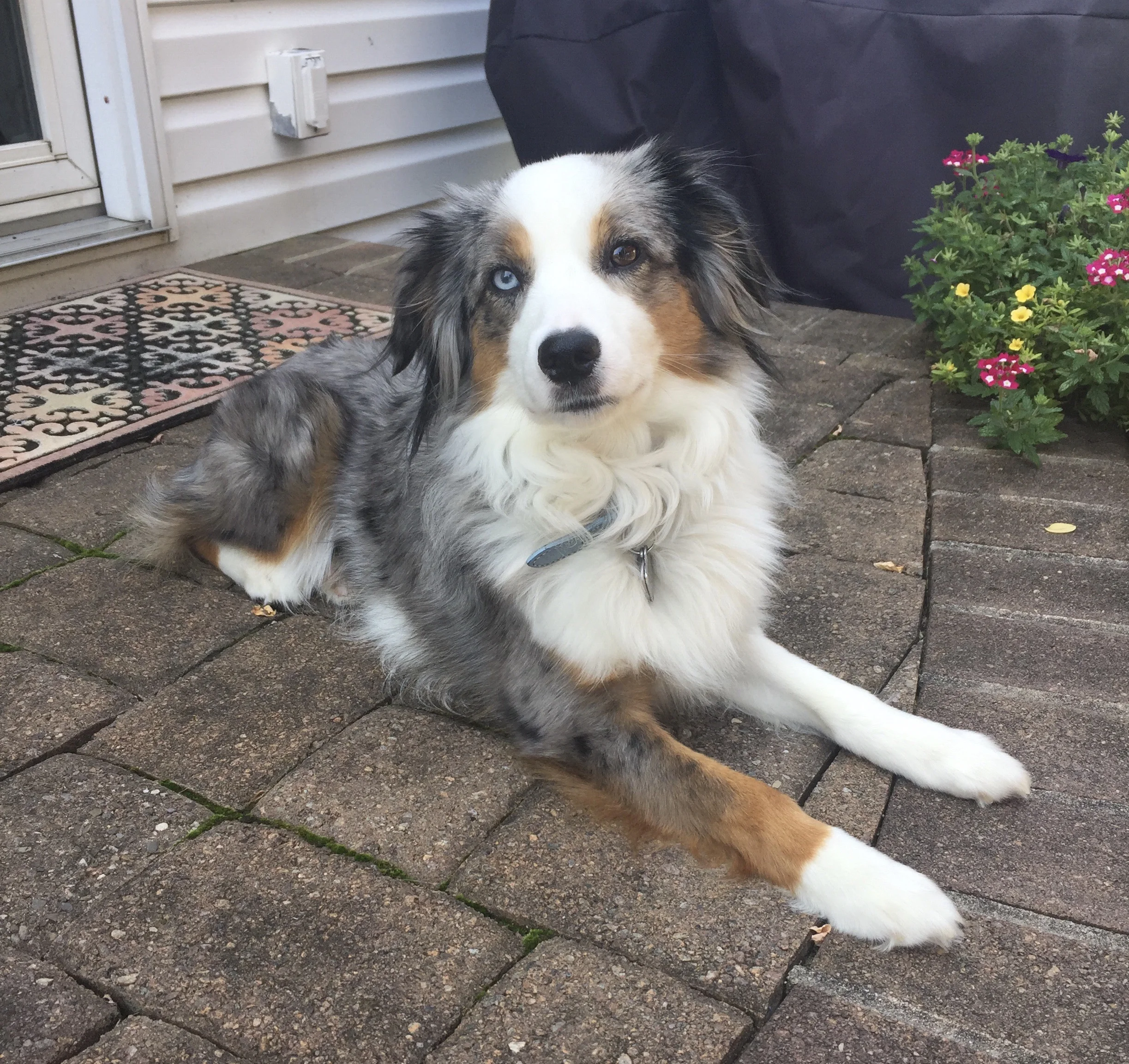 Full Grown Miniature Alsatian Shepherd Miniature Aussie Full Grown