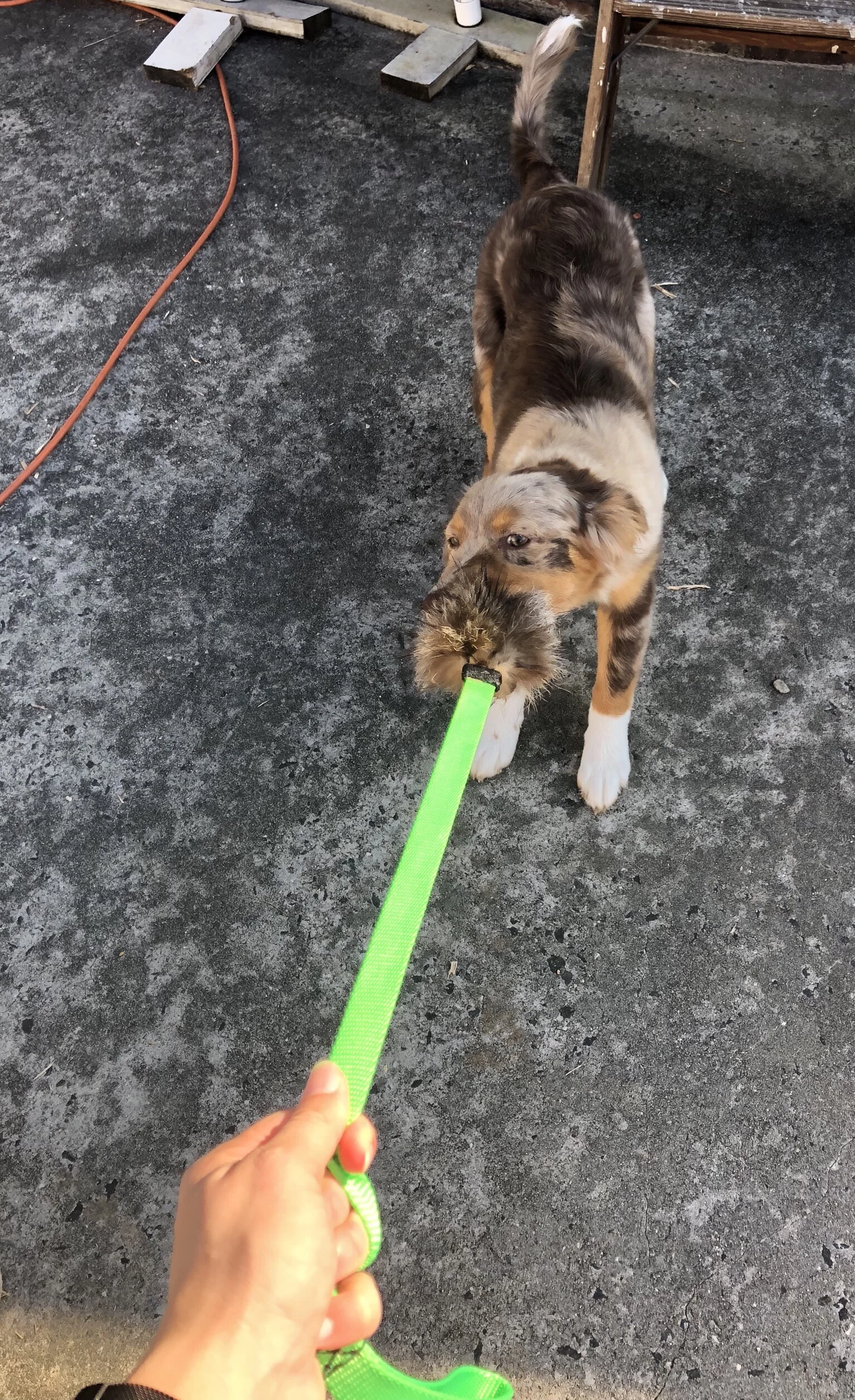 Why and How to Teach your Puppy Tug-of-War