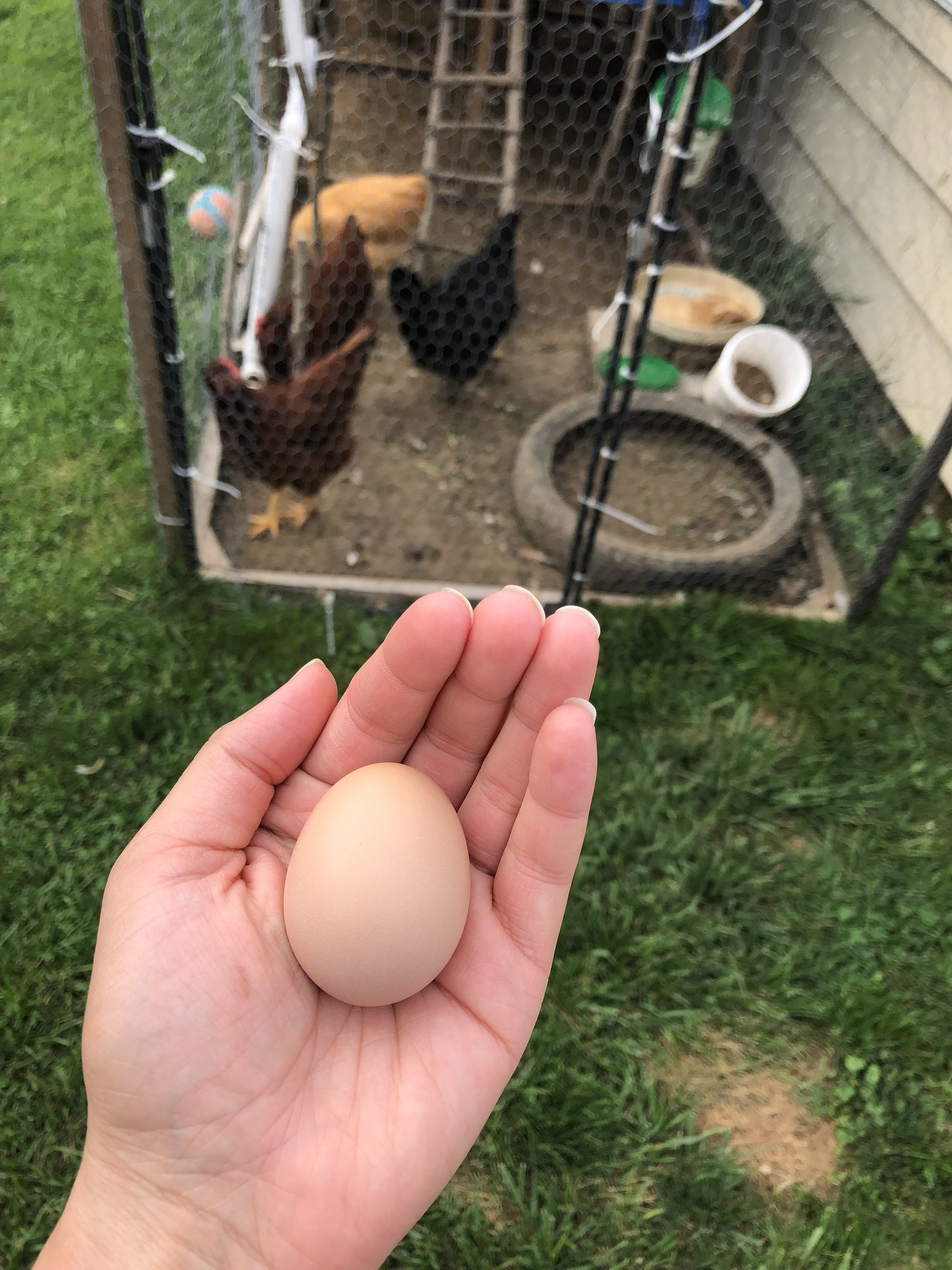 How To Prepare for Getting a Flock of Chickens