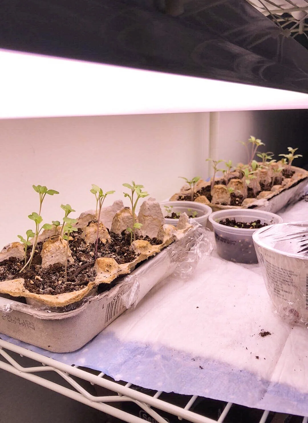 How to Start Seeds Indoors