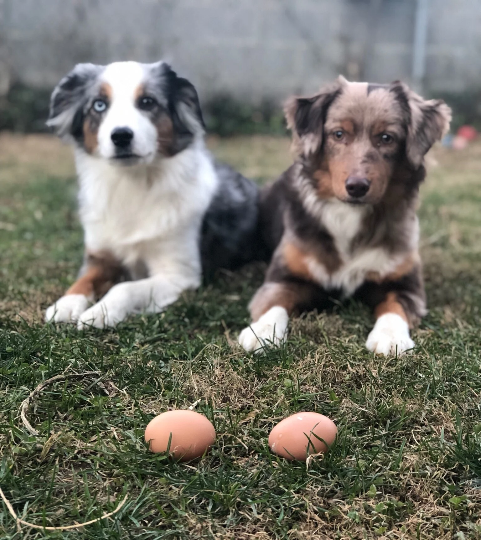 Why I Homestead: Food for my Family and for my Dogs