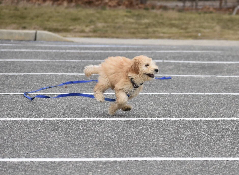 How to Teach your Dog to have an Amazing Recall