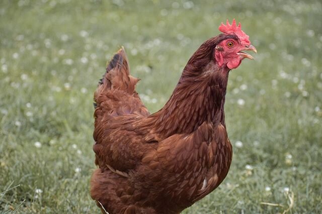 What do you think she&rsquo;s saying here?
*
*
I can&rsquo;t help but imagine her yelling that quote from Spongebob, &ldquo;WHAT?! WHAT ARE THEY SELLIN&rsquo;?! CHOCOLATE?!?!&rdquo; 🤣
*
*
#featheredfriends #homesteading #whataretheyselling #winterch