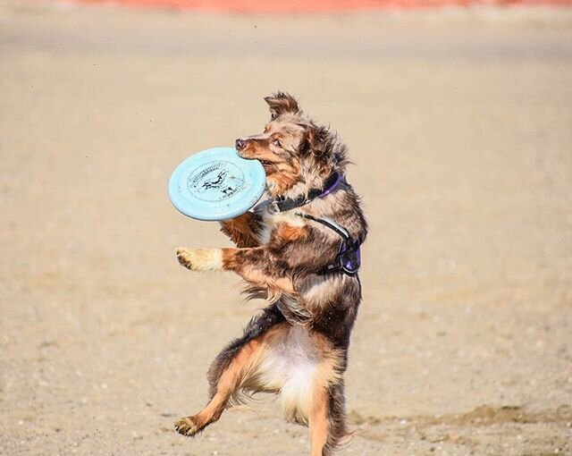 &quot;To improve the golden moment of opportunity, and catch the good that is within our reach, is the great art of life&quot; ~ Samuel Johnson⠀
*⠀
*⠀
#miniaussie #miniaustralianshepherd #doggo #greatcatch #frisbeecatch #cute #redmerle #redmerleaussi